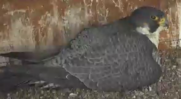 A Special Day for Falcon Cam