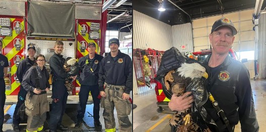 Mid-County Fire District and Ambulance Personnel Assist Injured Bald Eagle