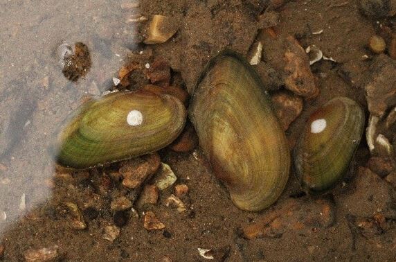 Scaleshell Mussels Reintroduced into the Osage River