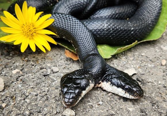 Two-Headed Snake Reaches Milestone in Southwest Missouri