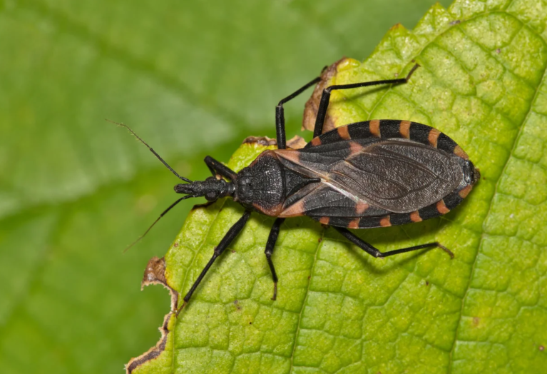 Kissing Bug Disease Reaches Missouri & Arkansas