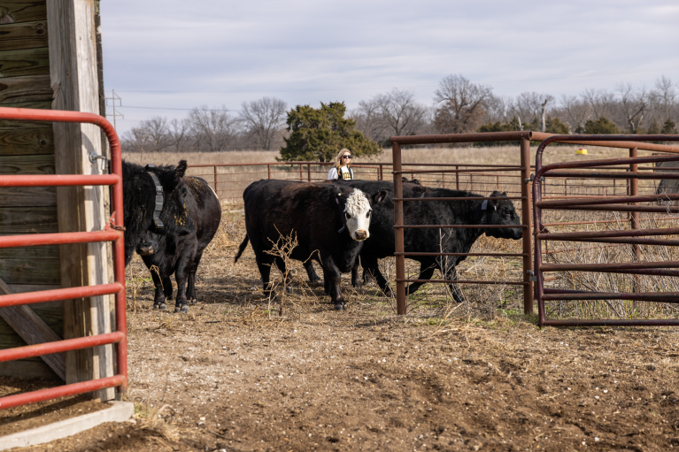 New UM Project Could Change How Farmers & Ranchers Handle Fencing