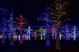 a group of trees covered in christmas lights