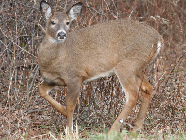 MODOT Says Contact Them If You Find A Deer In The Middle Of The Road