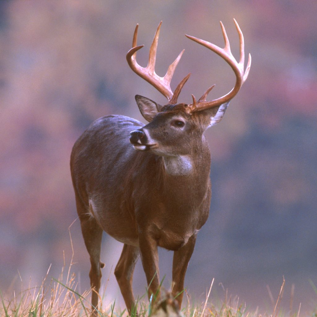 Open Deer Season Kicks Off With A Reminder About Chronic Wasting Disease Requirements