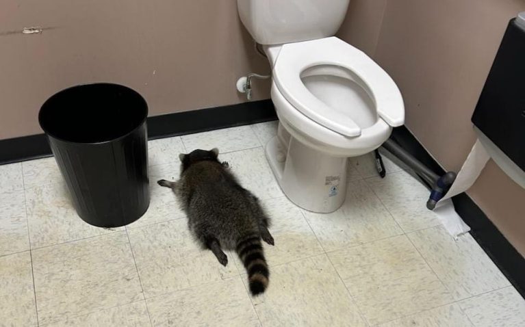 Raccoon Not Expected To Face Charges After Breaking Into Liquor Store And Drinking