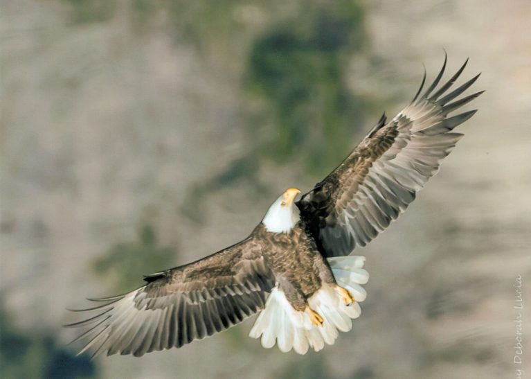 Eagle Days Sees Record Attendance Numbers For 2026