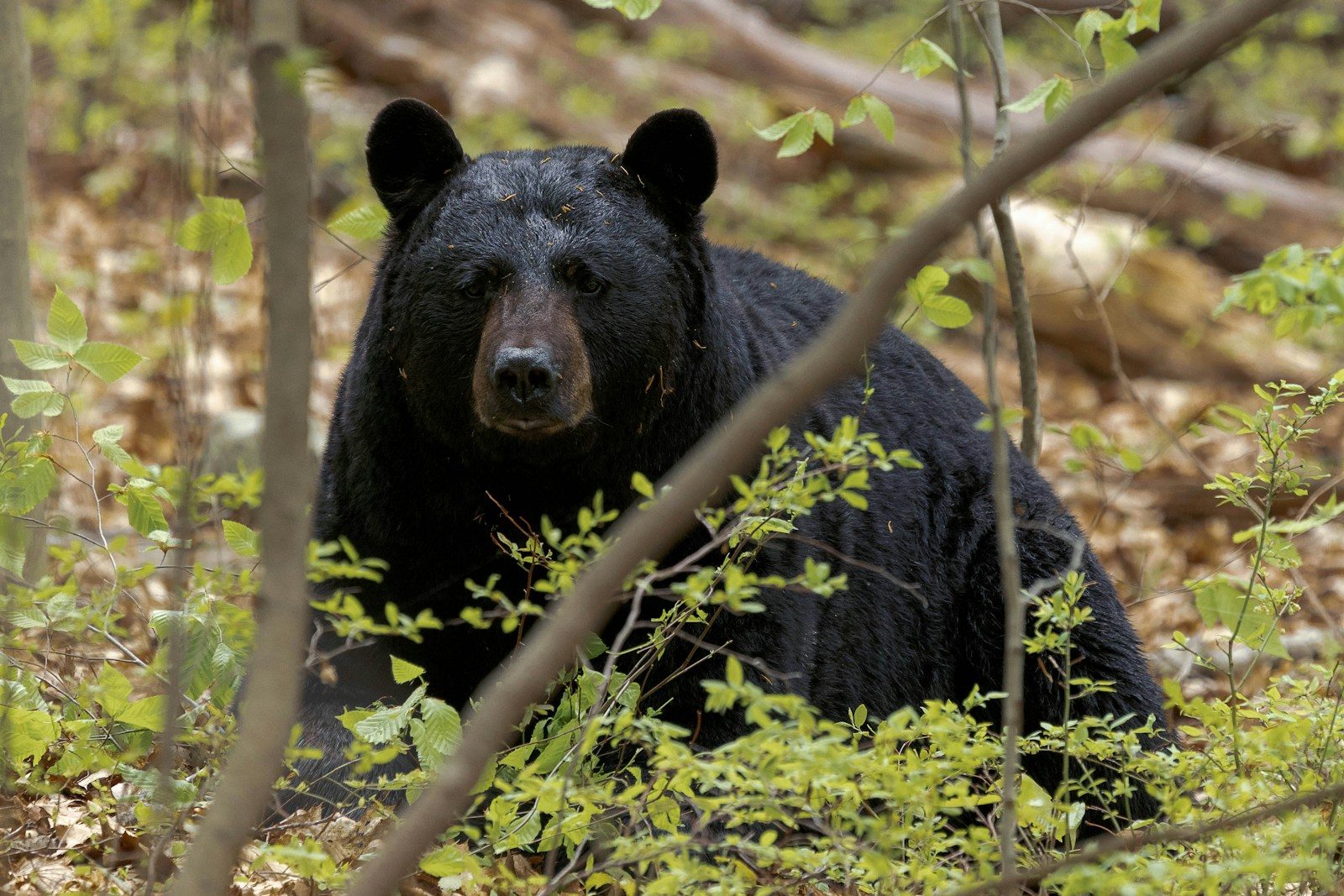 MDC To Offer Virtual Program On Handling Black Bears In Missouri