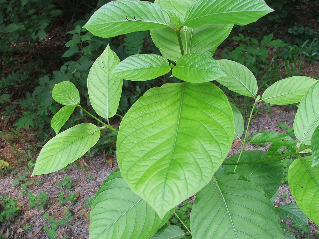 American Shaman Agrees To Stop All Sales Of Kratom In Missouri