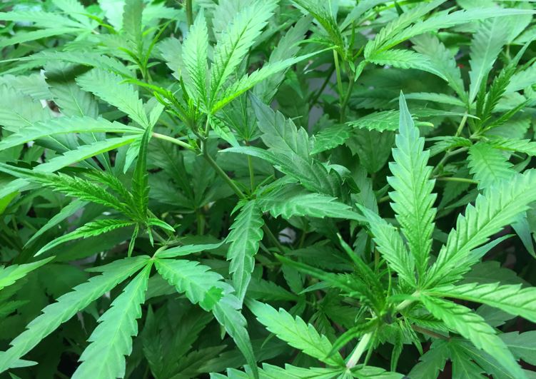 Recreational Marijuana In Missouri Could Soon Spike In Cost