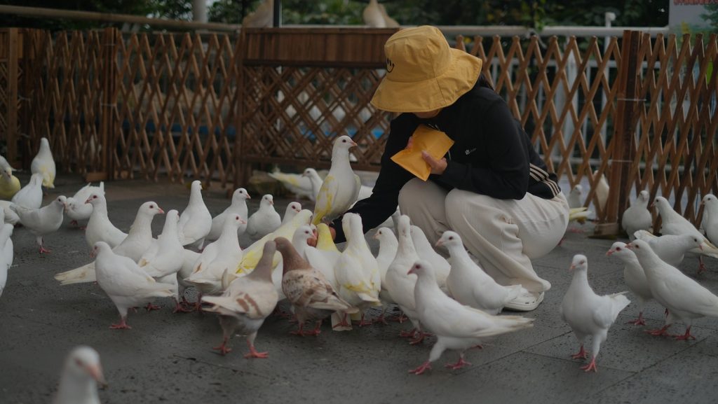 A person feeds a flock of white pigeons.