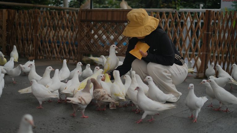 A person feeds a flock of white pigeons.