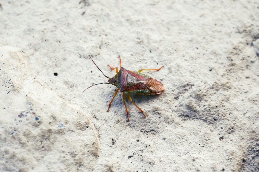 A bug that is sitting on the ground