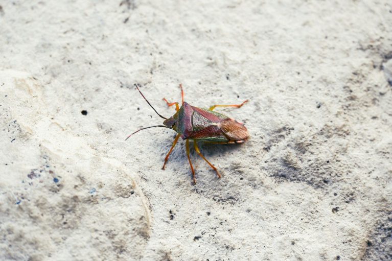 A bug that is sitting on the ground