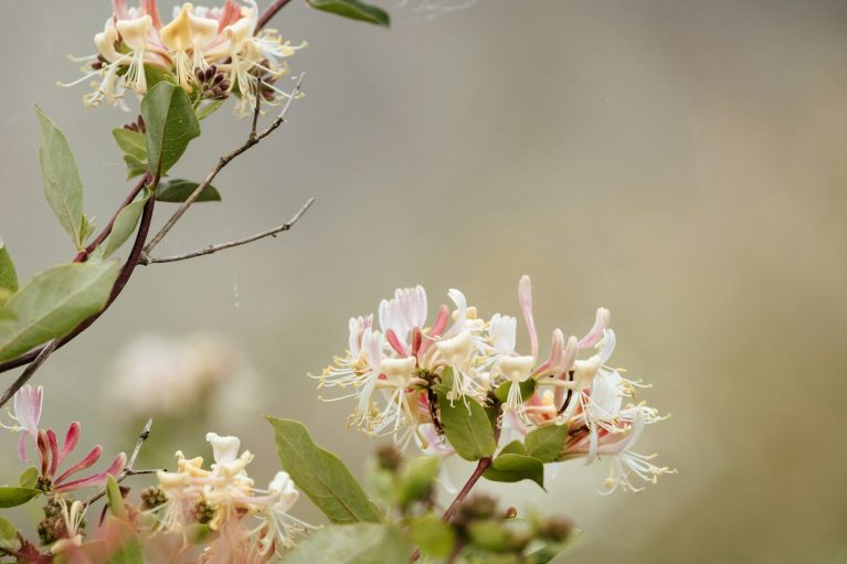 A close up of a flower on a tree branch
